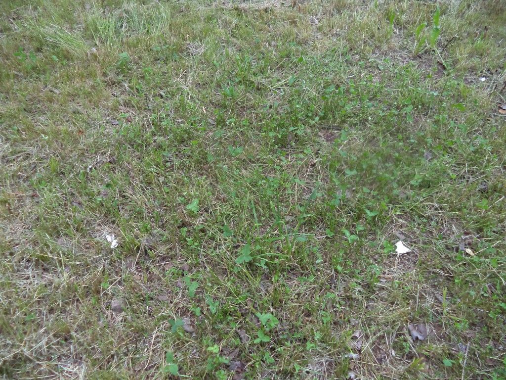 Moose1967 Killer Radish Food Plot Nova Scotia Hunting Forum